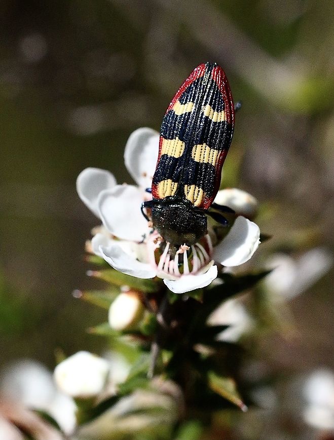 Jewel beetle - Genus : Castiarina  Australia,Eamw beetles,Geotagged,Langwarrin Reserve,Spring,eamw jewel beetles