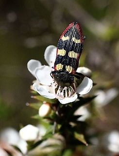 Jewel beetle - Genus : Castiarina  Australia,Eamw beetles,Geotagged,Langwarrin Reserve,Spring,eamw jewel beetles
