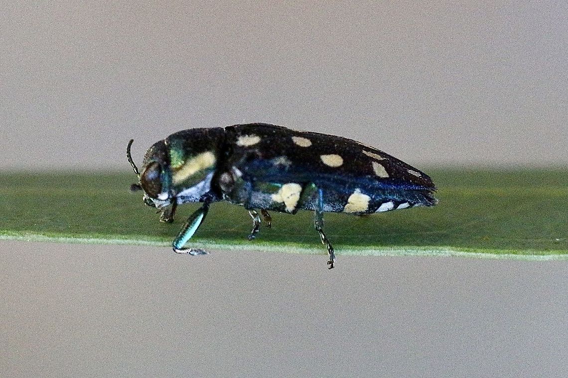 Jewel beetle - Diphucrania duodecimmaculata  Australia,Diphucrania duodecimmaculata,Eamw beetles,Fall,Geotagged,Twelve-spot Jewel Beetle,eamw jewel beetles