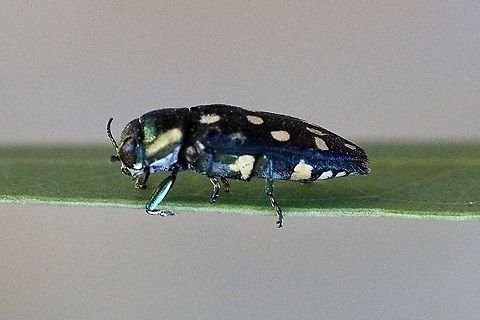 Jewel beetle - Diphucrania duodecimmaculata  Australia,Diphucrania duodecimmaculata,Eamw beetles,Fall,Geotagged,Twelve-spot Jewel Beetle,eamw jewel beetles