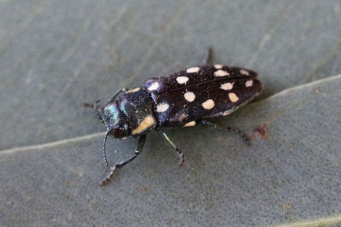 Jewel beetle  - Diphucrania duodecimmaculata  Australia,Diphucrania duodecimmaculata,Eamw beetles,Fall,Geotagged,Twelve-spot Jewel Beetle,eamw jewel beetles