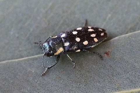Jewel beetle  - Diphucrania duodecimmaculata  Australia,Diphucrania duodecimmaculata,Eamw beetles,Fall,Geotagged,Twelve-spot Jewel Beetle,eamw jewel beetles