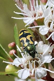 Jewel beetle - Castiarina jospilota  Australia,Castiarina jospilota,Eamw beetles,Geotagged,Spring,eamw jewel beetles
