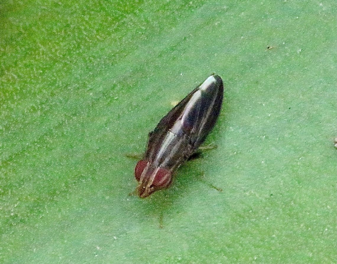 Treehopper mimicking fly - Cephaloconus tenebrosus Unfortunately not the best photo of a very unusual fly . Australia,Cephaloconus tenebrosus,Eamw tree hopper fly,Geotagged,Spring,eamw flies