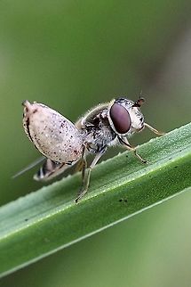 Species of hoverfly Can’t work out what is attached to the fly. If it would be a spider,the fly would not look so relaxed. 
There are appendages attached to the this unidentified object. Australia,Eamw hover fly,Geotagged,Spring