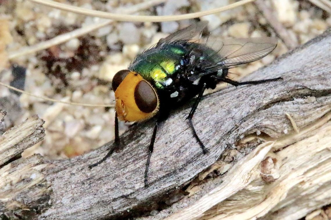 Yellow- headed Snail Parasitic Blowfly - Amenia imperial  Amenia imperialis,Australia,Eamw flies,Geotagged,Spring,Yellow-headed Snail Parasitic Blowfly
