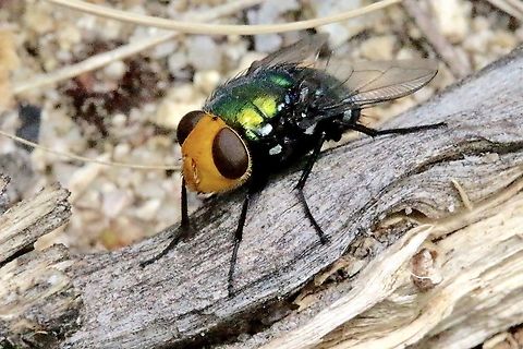 Yellow- headed Snail Parasitic Blowfly - Amenia imperial  Amenia imperialis,Australia,Eamw flies,Geotagged,Spring,Yellow-headed Snail Parasitic Blowfly