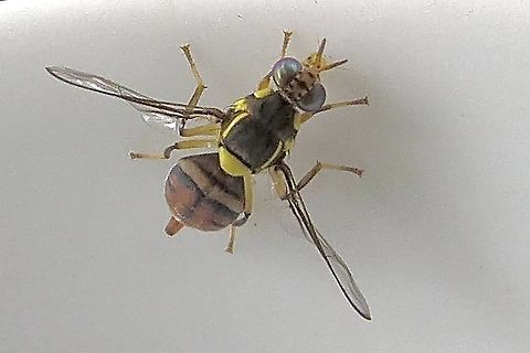 Queensland fruit fly - Bactrocera tryoni A real pest to fruit growers. Australia,Bactrocera tryoni,Eamw flies,Geotagged