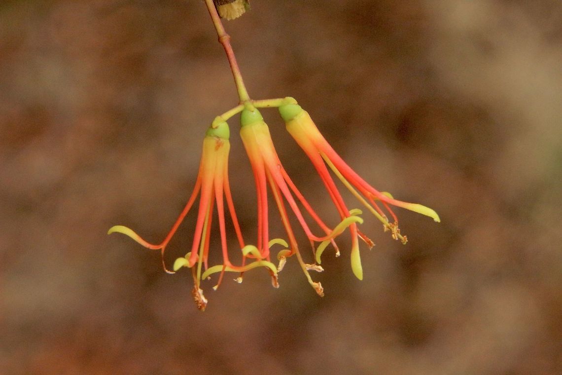 Wireless mistletoe - Amyema preissii  Amyema cambagei,Amyema preissii,Australia,Eamw flora,Eamw mistletoe,Geotagged,Summer,Waitpinga SA