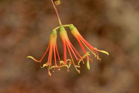 Wireless mistletoe - Amyema preissii  Amyema cambagei,Amyema preissii,Australia,Eamw flora,Eamw mistletoe,Geotagged,Summer,Waitpinga SA