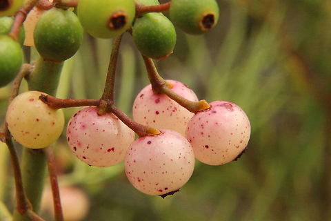 Fruit of wireleaf mistletoe - Amyema preissii  Amyema preissii,Australia,Eamw flora,Eamw mistletoe,Geotagged,Summer,Waitpinga SA,Winter