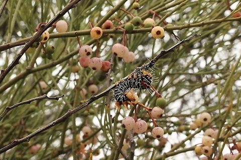 Mistletoe moth caterpillar- Comocrus behri on Amyema preissii  Australia,Comocrus behri,Comocrus ew,Eamw moth,Geotagged,Mistletoe Moth,Summer