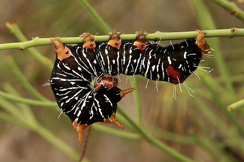Mistletoe moth caterpillar - Comocrus behri Feeding on Buloke mistletoe - Amyema linophylla Australia ew,Comocrus behri,Comocrus ew,Eamw caterpillars,Eamw moth,March 2021,Mistletoe Moth,SA AUST
