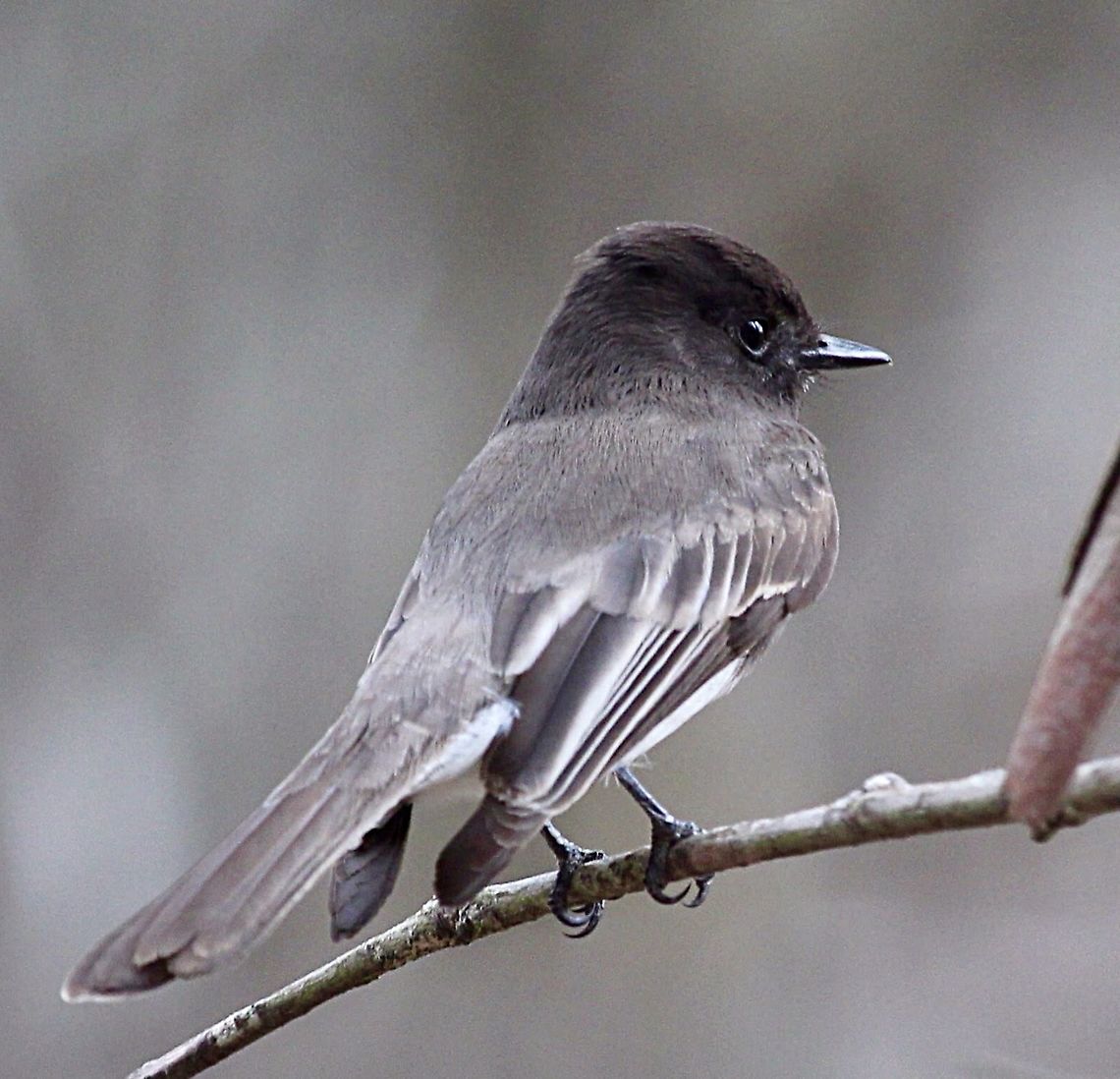 Black phoebe - Sayornis nigricans  Eamw birds,Geotagged,Sayornis nigricans,United States,black phoebe