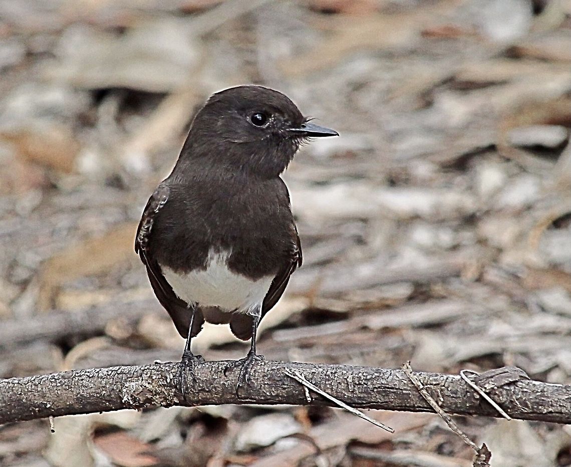 Black phoebe - Sayornis nigricans Observed on our way to the Monarch butterfly conservation area at Big sur coast .California Dec.2017 Eamw birds,Geotagged,Sayornis nigricans,United States,black phoebe
