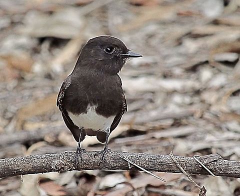 Black phoebe - Sayornis nigricans Observed on our way to the Monarch butterfly conservation area at Big sur coast .California Dec.2017 Eamw birds,Geotagged,Sayornis nigricans,United States,black phoebe
