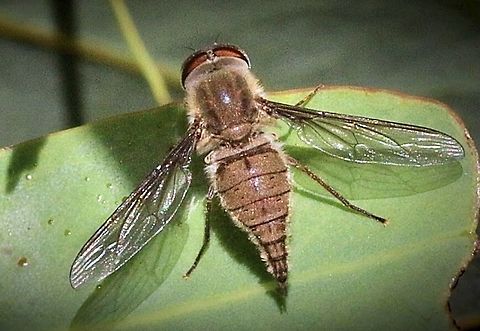 Yellow tangle- veined fly - Genus Trichophthacma  Australia,Eamw flies,Geotagged