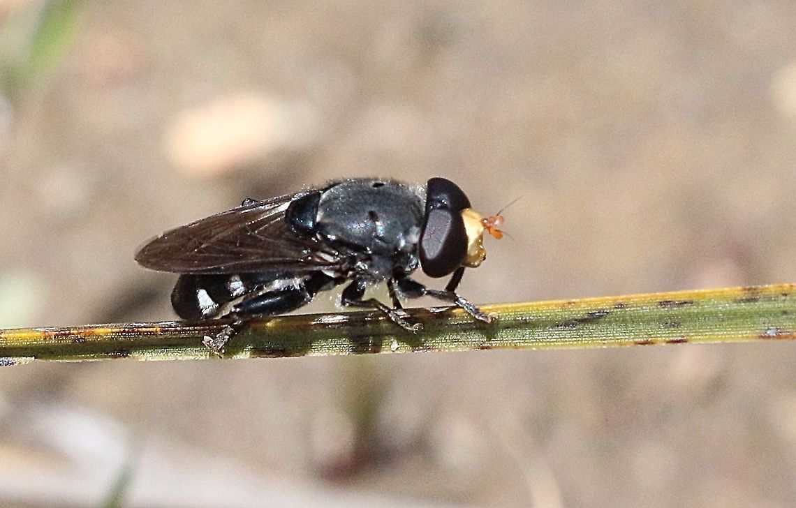 Flower fly - Orthoprosopa grisea  Australia,Eamw flies,Geotagged,Orthoprosopa grisea