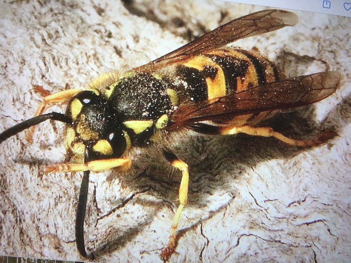 German wasp - Vespula germanicus A serious pest species in Australia. ( I spoke to it in German and it just looked at me and flew away. Australia,Eamw wasps,Geotagged,German wasp,Summer,Vespula germanica