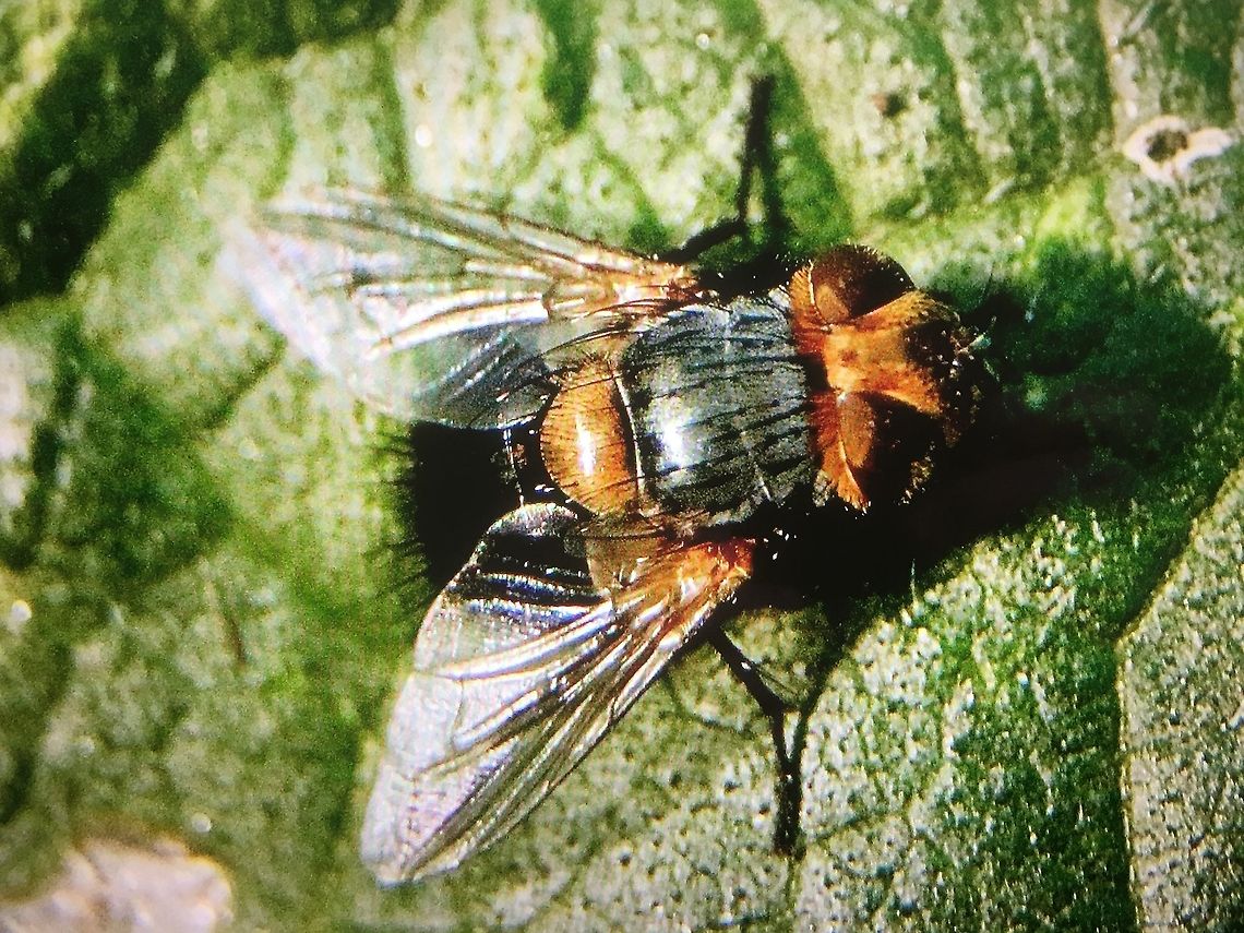 Bristle fly  : Family - Tachinidae - Genus - Microtropesa,  Australia,Geotagged,Summer,eamw flies