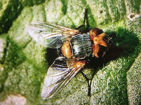 Bristle fly  : Family - Tachinidae - Genus - Microtropesa,  Australia,Geotagged,Summer,eamw flies