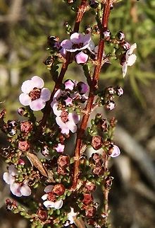 Desert Baeckea  Australia,Desert Baeckea,Eamw flora,Geotagged,Rinzia orientalis,Summer