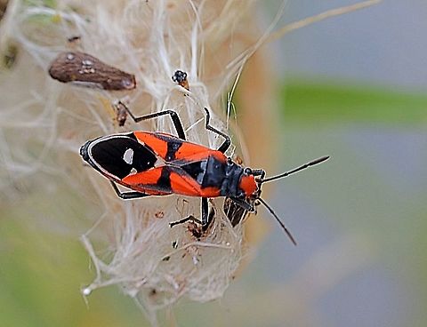 Chinch bug - Melanerythrus magtans Found on a Swan plant or Cotton bush - Gomphocarpus fruticosus in the middle of the South Australian town Tanundra. Australia,Eamw chinch bugs,Geotagged,Melanerythrus mactans,Summer