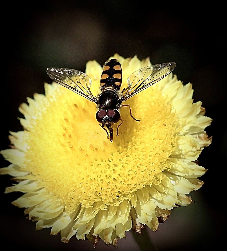 Halfband hoverfly - Melangyna viridiceps  Australia,Common Halfband,Eamw flies,Eamw hover fly,Geotagged,Melangyna viridiceps