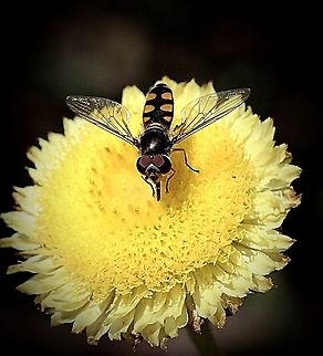 Halfband hoverfly - Melangyna viridiceps  Australia,Common Halfband,Eamw flies,Eamw hover fly,Geotagged,Melangyna viridiceps