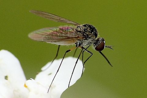 Hunch-backed beefly - Geron sp. The iridescent wings is only light reflection. Australia,Geotagged,eamw flies