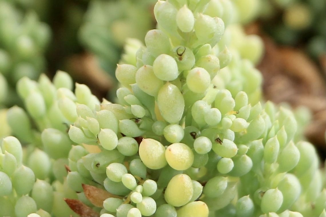 Coast bone fruit - Threlkeldia diffusa  Australia,Coast bonefruit,Eamw Flora,Geotagged,Summer,Threlkeldia diffusa