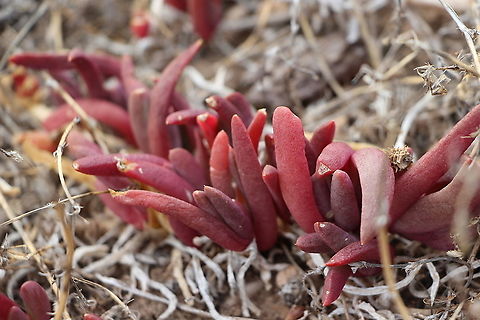 Angular sea fig or pigface - Carpobrotus glaucescens The flowering season is over but this succulent plant adds colour to the coastal cliffs. Angular Sea-fig,Australia,Carpobrotus glaucescens,Eamw flora,Geotagged,Summer