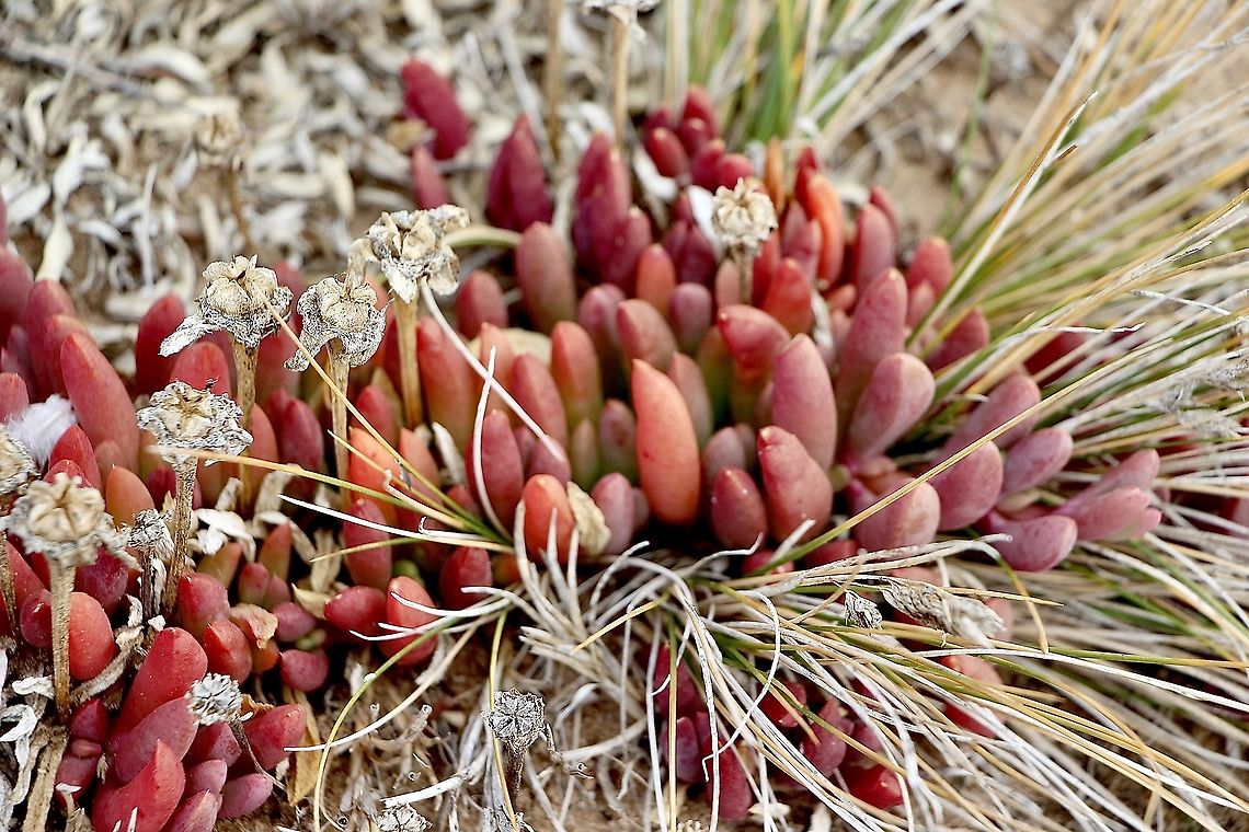 Coast bone fruit - Carpobrotus glaucescens Coastal succulent  Angular Sea-fig,Australia,Carpobrotus glaucescens,Geotagged,Summer