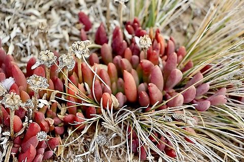 Coast bone fruit - Carpobrotus glaucescens Coastal succulent  Angular Sea-fig,Australia,Carpobrotus glaucescens,Geotagged,Summer