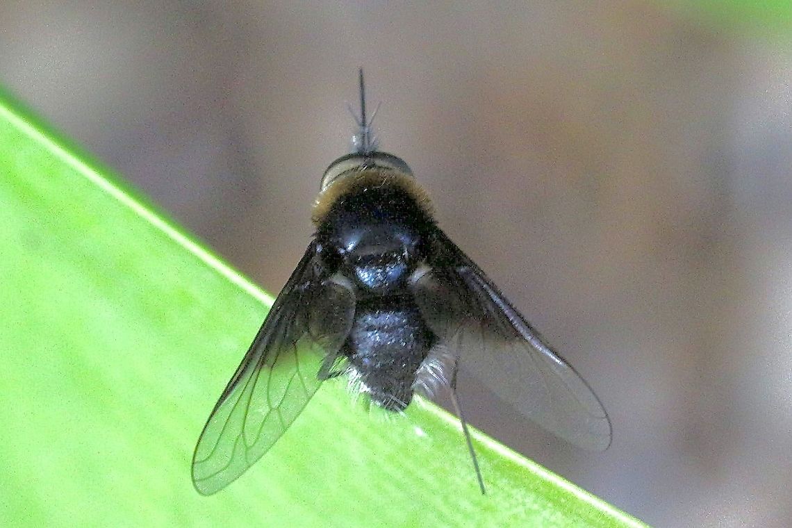 Thracian sp., Australia The most aerodynamic fighter jet image in the world of flies. Australia,Geotagged,Spring