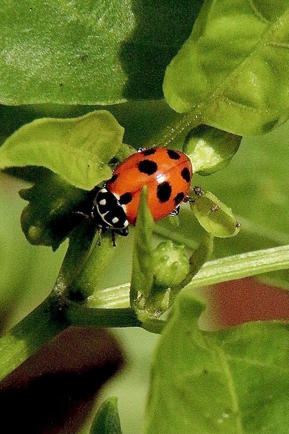 Adonis ladybird beetle - Hippodamia variegata This species is breed commercially and used as a biological controll measure of aphids on susceptible vegetable crops. The species originates fromEuropa and Asia but is now present in many regions of the world. Adonis ladybird,Australia,Eamw ladybird beetles,Fall,Geotagged,Hippodamia variegata