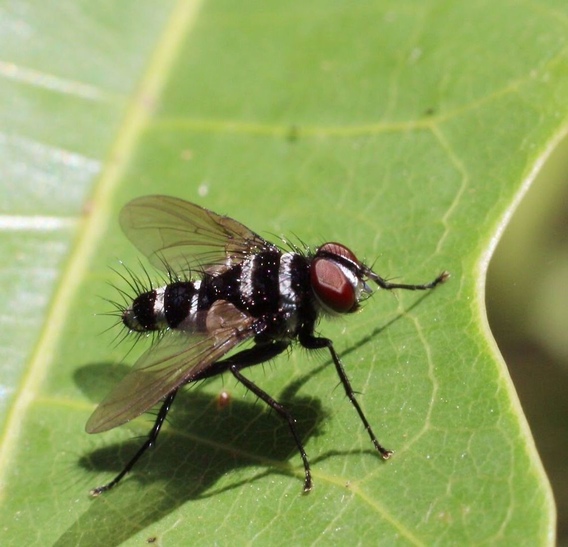 Bristle fly - Trigonospila cingulata A very common species in Queensland/Australia  Australia,Eamw flies,Geotagged,Trigonospila cingulata