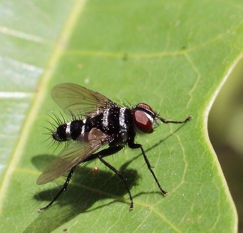 Bristle fly - Trigonospila cingulata A very common species in Queensland/Australia  Australia,Eamw flies,Geotagged,Trigonospila cingulata