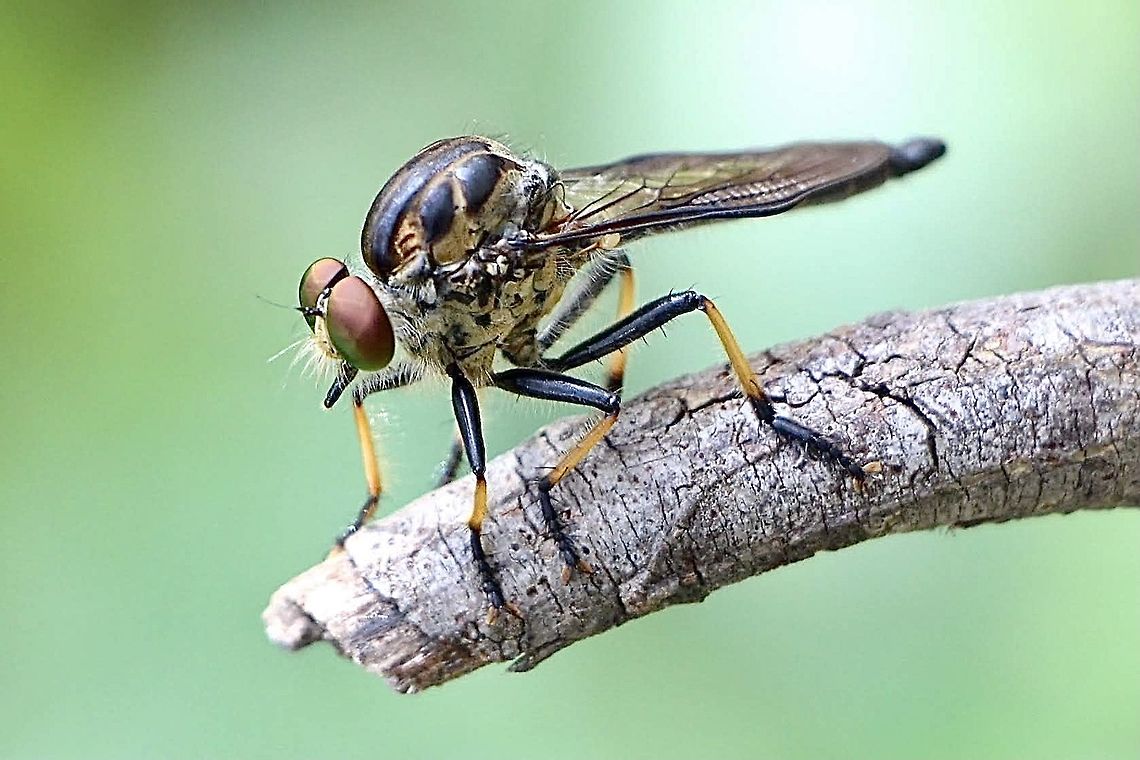 Robberfly - possibly genus: Ommatius 25 to 30 mm long Australia,Eamw robberflies,Fall,Geotagged