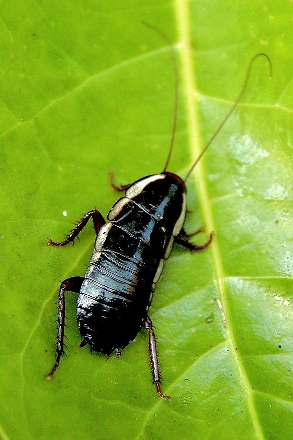 Gisborne cockroach - Drymaplaneta semivitta Not a pest species. Australia,Common shining cockroach,Drymaplaneta communis,Drymaplaneta semivitta,Eamw cockroaches,Fall,Geotagged