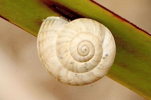 Helicoid Land Snail - Superfamily Helioidea Found all along coastal sand dunes. Australia,Eamw snails,Geotagged,Summer