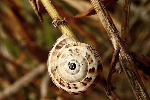 White Italian Snail -Theba pisana Found in coastal sand dunes Australia,Eamw snails,Geotagged,Summer,Theba pisana,White Italian snail
