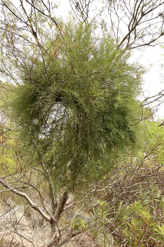 Wireleaf mistletoe - Amyema preissii Growing on Acacia melanoxylon. The Acacia host tree is being slowly filled by the mistletoe parasite. Amyema preissii,Australia,Eamw flora,Eamw mistletoe,Geotagged,Summer,Waitpinga SA,Wireleaf Mistletoe