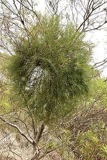 Wireleaf mistletoe - Amyema preissii Growing on Acacia melanoxylon. The Acacia host tree is being slowly filled by the mistletoe parasite. Amyema preissii,Australia,Eamw flora,Eamw mistletoe,Geotagged,Summer,Waitpinga SA,Wireleaf Mistletoe