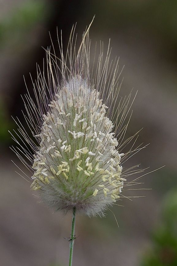 Hares-tail - Lagurus ovatus Flower head of Lagurus ovatus ,another grass species introduced to Australia  Australia,Eamw flora,Geotagged,Hares-tail,Lagurus ovatus,Spring