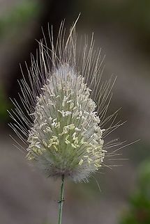 Hares-tail - Lagurus ovatus Flower head of Lagurus ovatus ,another grass species introduced to Australia  Australia,Eamw flora,Geotagged,Hares-tail,Lagurus ovatus,Spring