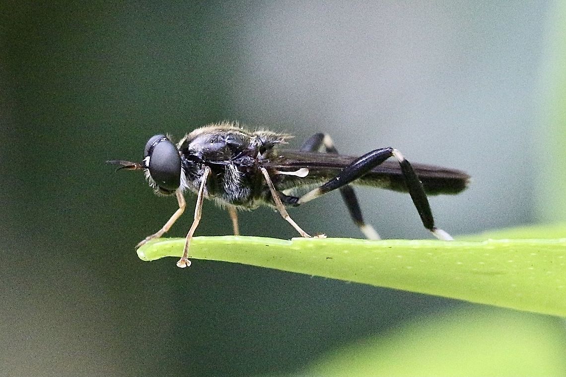 Blue soldier fly - Exaireta spinigera Looked at Hermetia illucens ,but no match. Australia,Eamw flies,Exaireta spinigera,Garden soldier fly,Geotagged,Spring