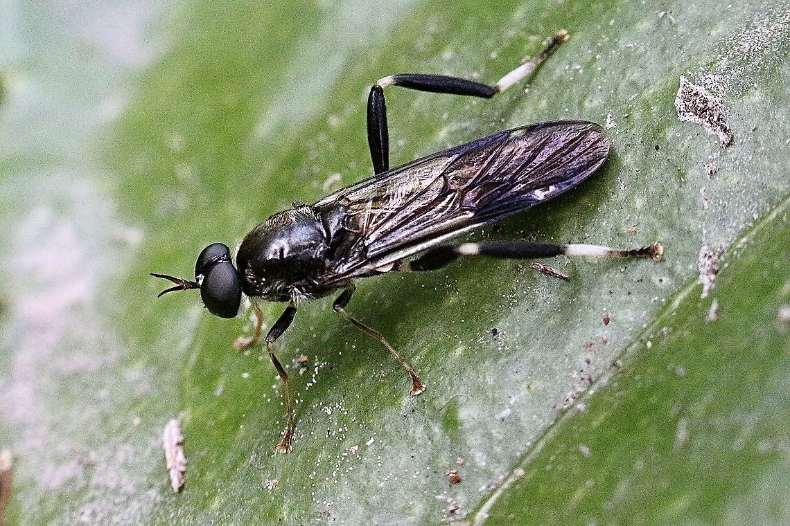 Blue soldier fly - Exaireta spinigera  Australia,Eamw flies,Exaireta spinigera,Garden soldier fly,Geotagged,Spring