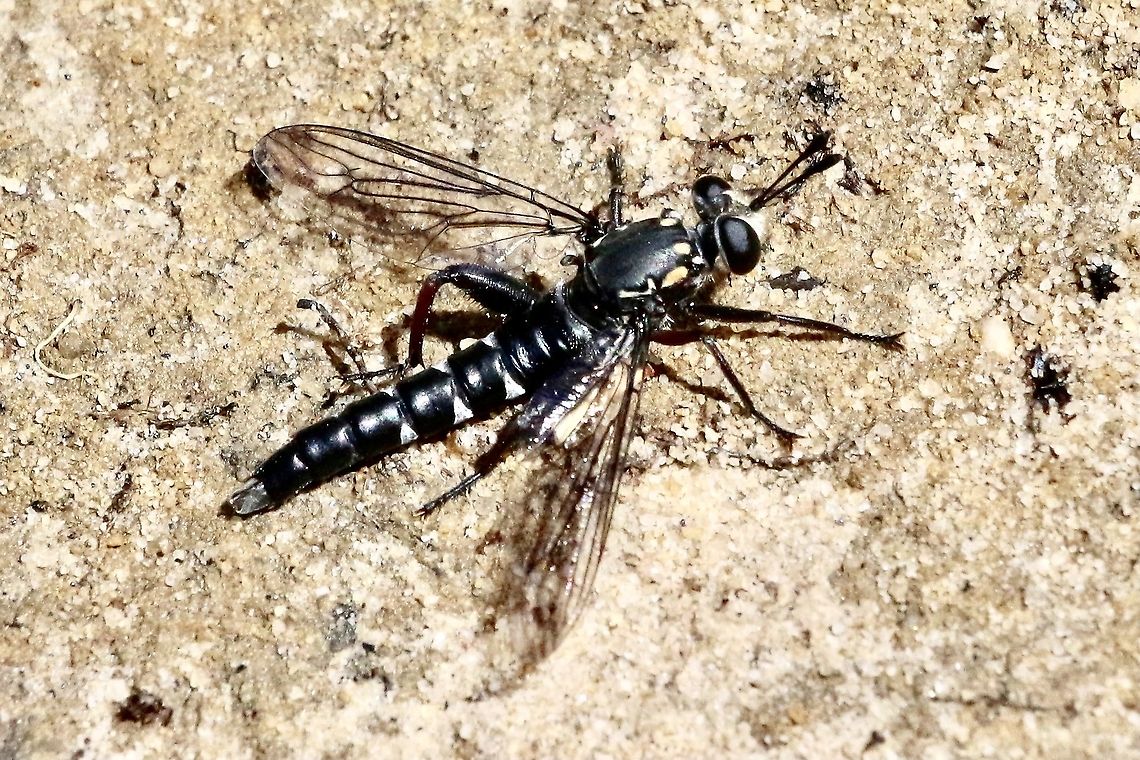 Mydas fly - Miltinus viduatus A very different look to the usual robber fly posture.( Not a robber fly at all) Australia,Geotagged,Miltinus viduatus,Spring,eamw flies