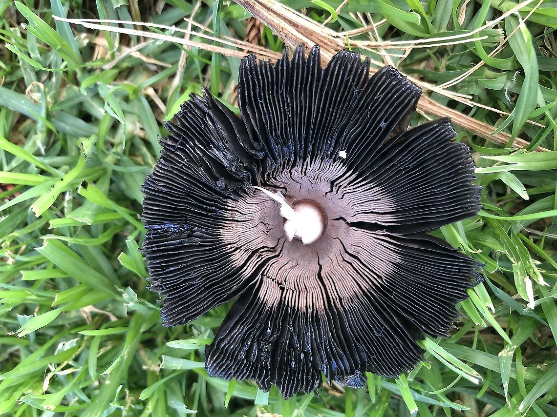 Gills of Coprinus comatus  Australia,Coprinus comatus,Eamw fungi,Geotagged,Shaggy ink cap